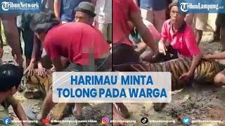 Harimau Sumatera Minta Tolong ke Warga, Tak Menyerang Saat Didekati @TRIBUNLAMPUNGNEWSVIDEO