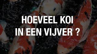 Hoeveel koi in een vijver ? (per kuub)