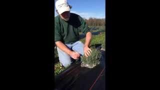 How to Prune Lavender in the Late Summer