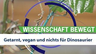 Getarnt, vegan und nichts für Dinosaurier: Neues zu Stab- und Gespenstschrecken