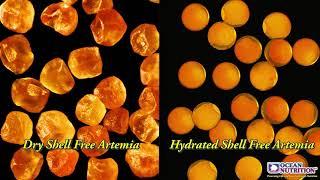 New! Shell Free Artemia by Ocean Nutrition