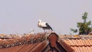 des cigogneaux dans le village!