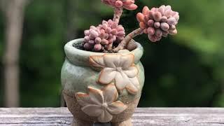 Discover the Allure and Elegance of Stunning Succulent - Coco's private succulent gallery Vol.26