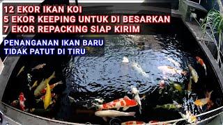 12 EKOR IKAN KOI 30CM - 55CM 5 EKOR KEEPING UNTUK DI BESARKAN 7 EKOR SIAP KIRIM DI PEKERJAAN BARU