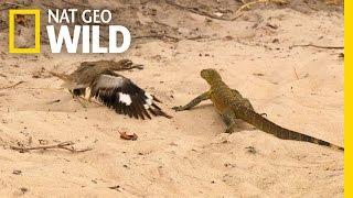 Bird vs. Lizard | Real Angry Birds