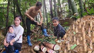 Let's see how a single mother digs bamboo shoots in the forest?