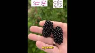 ТОП 3 сорта Ежевики без Шипов и не ползёт