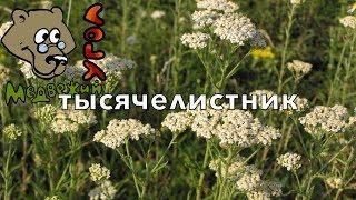 ТЫСЯЧЕЛИСТНИК (Школа Травоведения) #медвежийугол