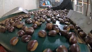 Mastering Chestnut Processing: Advanced Equipment Solutions by AMB Rousset.