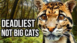 Ranking The 5 Deadliest Not Big Cats From Least Deadly To Deadliest