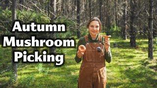 Foraging for Australia's Saffron Milk Cap Mushroom