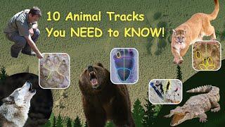 10 Animal Tracks You Must Know to Survive in the Wild