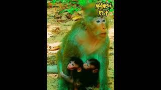 After being kidnapped, a baby monkey accidentally falls from the tree, and his mom is there to rescu