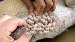 Removing Monster Mango worms From Helpless Dog! Animal Rescue Video 2022 #102