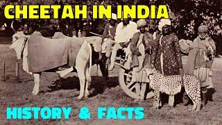 Cheetah in India | Facts, History & Future |