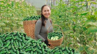 Satisfying with harvesting mini cucumber, selling and cooking | Emma Daily Life