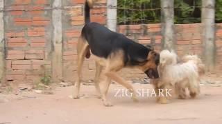 Great VillageDogs!!!!! Shepherd Meeting Dandie Dinmont Terrier In the street near home