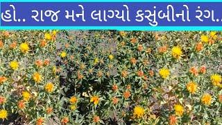 કસુંબીની વૈજ્ઞાનિક ખેતી || kasunbi ni kheti ||कुसुम की वैज्ञानिक खेती।