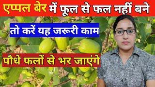 Apple Ber Plant not holding fruit | Solution-Flowers/fruit Dropping |How to get more Apple Ber fruit