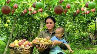 Harvesting Passion Fruit to sell at the market   Gardening to grow Flowers & Ornamental Plants