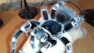 Acanthoscurria Geniculata handling (Brazilian white knee tarantula) [HD]