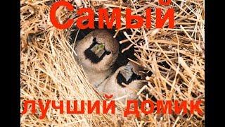 Самый лучший домик для птиц. Фильм для детей | Film Studio Aves