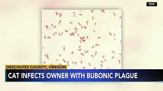 Oregon resident catches rare bubonic plague, likely from their cat: Health officials