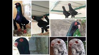 المسود الشامي هنا الجمال بحد ذاته هنا العشق لعشاااق الصبابا Pigeons  Syrian Arab