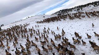 Aerial survey of elk in Larimer County