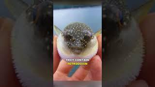 Pufferfish | The Poisonous Blowfish