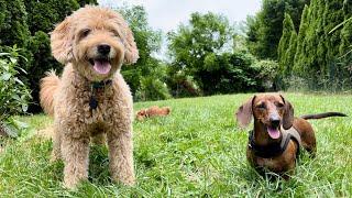 Mini dachshund visits an old friend!