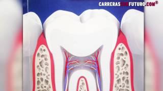 Odontología: Células madre