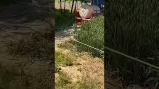 unique agricultural tools for hose barrier during watering and spraying #shorts