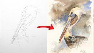 How to Paint a Pelican in Watercolour