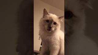 Chat sacré de Birmanie qui miaule