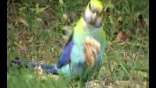 Pale headed rosella