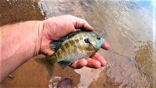 PAN FISHING on Watauga Lake with NightCrawlers