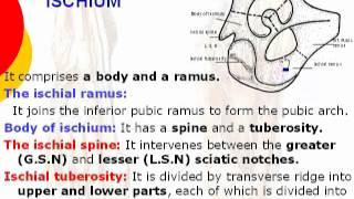 Ischium 1 Parts