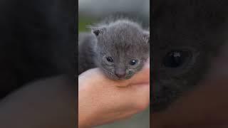 Tiny Cute Kitten #shorts #kitten