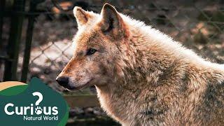 Can You Trust A Wolf As A Pet? | Predator Documentary | Working With Wolves