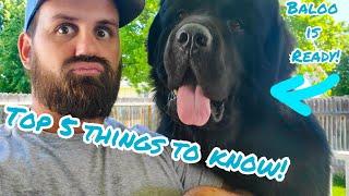 5 Things to Know Before You Get Newfie Puppies!