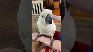 These Parrots Are the Real Comedians of the Animal Kingdom! 