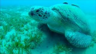 Red Sea Diving - Marsa Alam August 2017 (with Daniel Kühn)