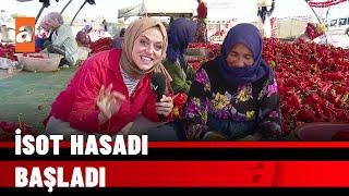 İsot hasadı başladı - atv Ana Haber 26 Eylül 2021