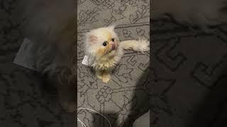 In her influencer era  #kitten #kittenlove #kittenlovers #kittens #kittensofinstagram #kitty #cat