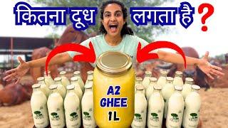 1 लीटर गिर गाय का बिलोना घी बनाने के लिए कितना दूध लगता है? HOW MUCH MILK MAKES 1L PURE GIR COW GHEE