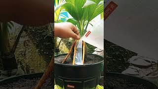 Coconut Bonsai  #QuickBonsai #MiniatureMarvels #ExpressGardening #CoconutShorts