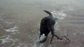 Black Labrador Puppy (3 month) - George - Scared of waves