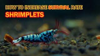 How to increase young #shrimp survival rate? Easy to do