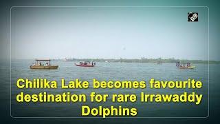 Chilika Lake becomes favourite destination for rare Irrawaddy Dolphins